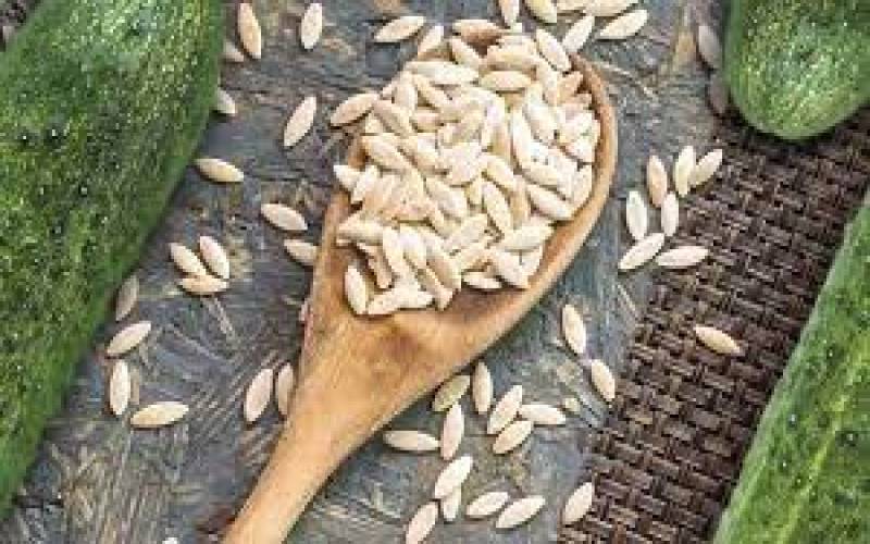 کشف ۱۴ میلیارد ریال بذر تقلبی خیار سبز در جیرفت